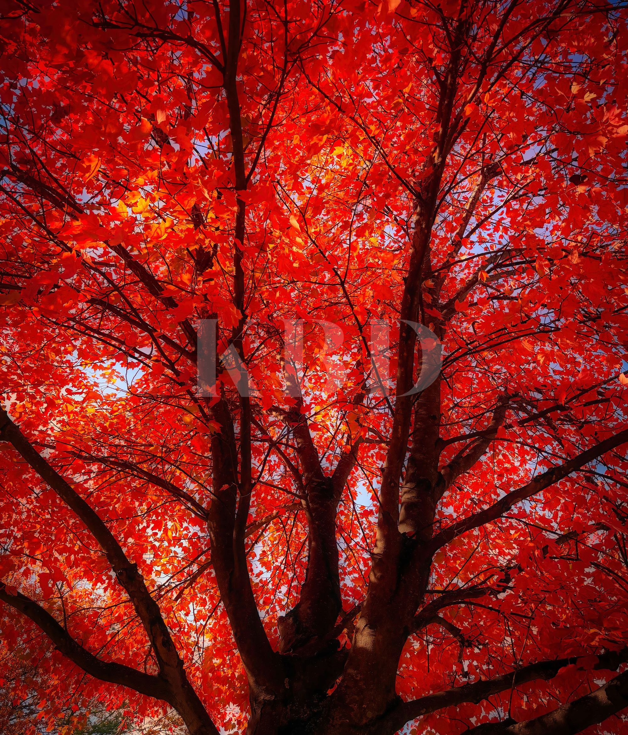 Upward view through a towering Red Maple tree with a full canopy of vivid scarlet and crimson autumn leaves against a pale blue sky