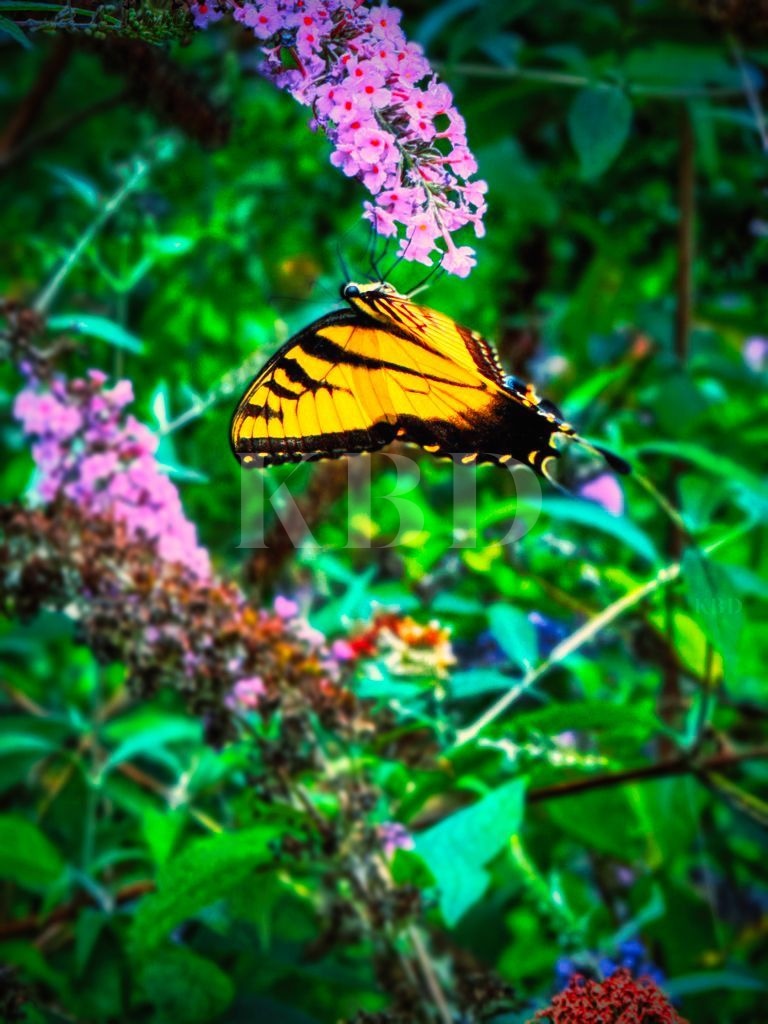 Eastern Tiger Swallowtail butterfly with vivid yellow and black wings feeding on purple butterfly bush blooms against a lush green garden background