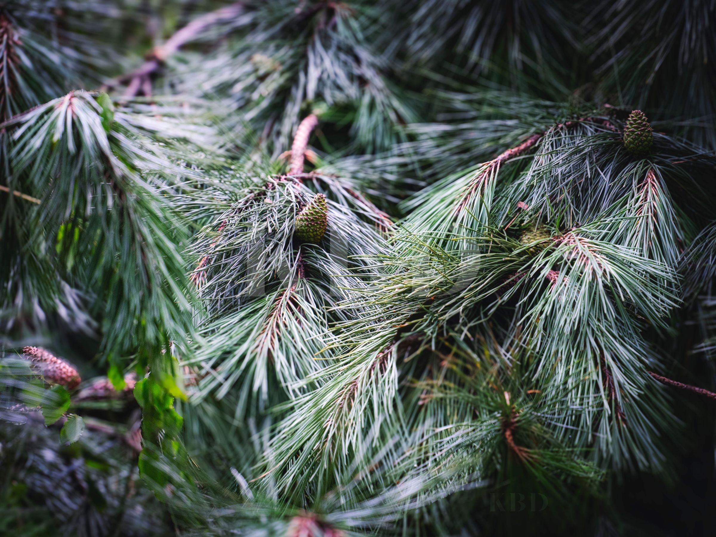 Pine