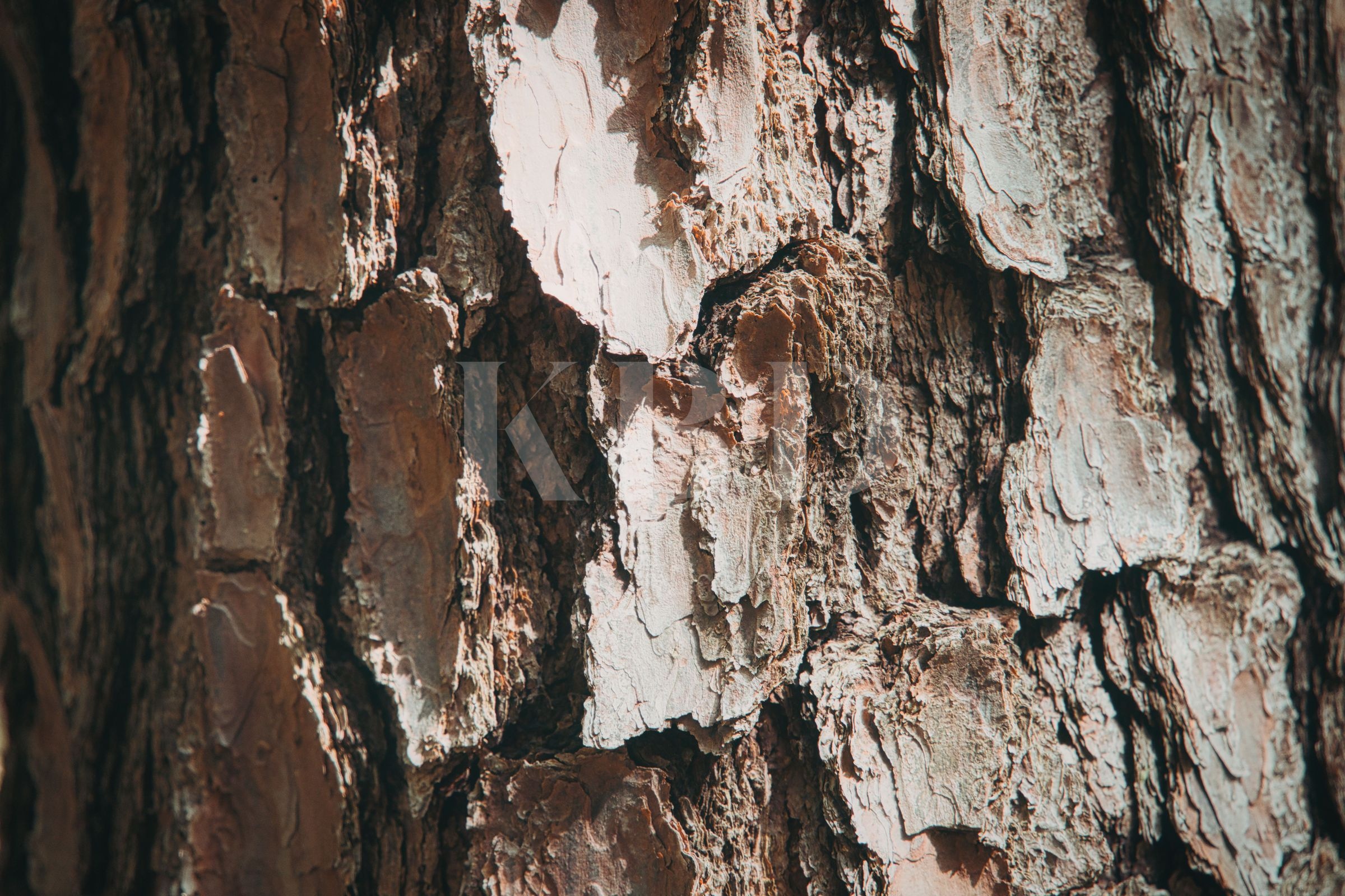 Bark