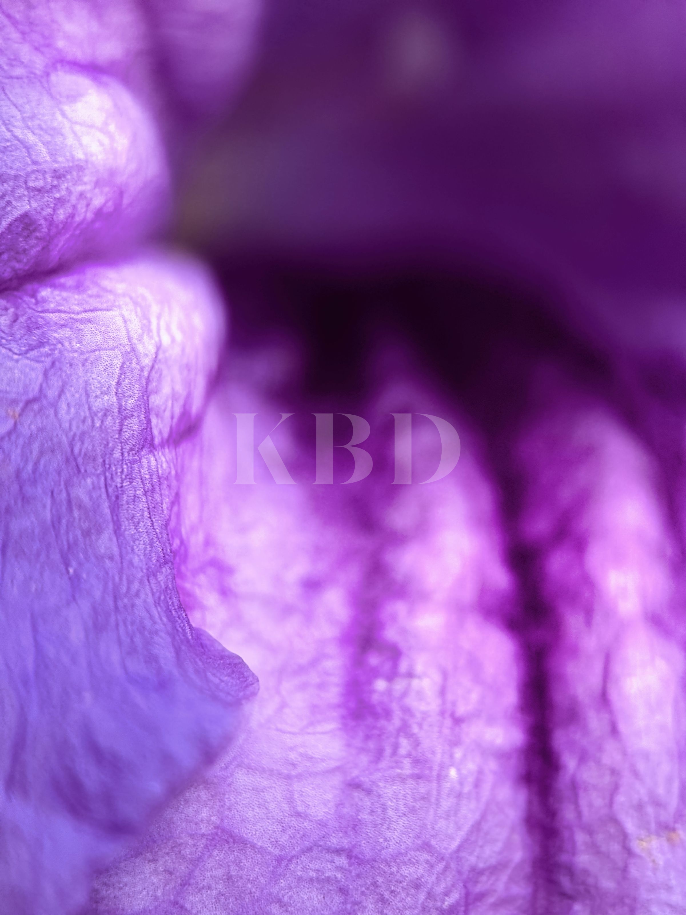 Extreme macro close up of a vivid purple Mexican Petunia flower showing detailed cellular petal texture and veining