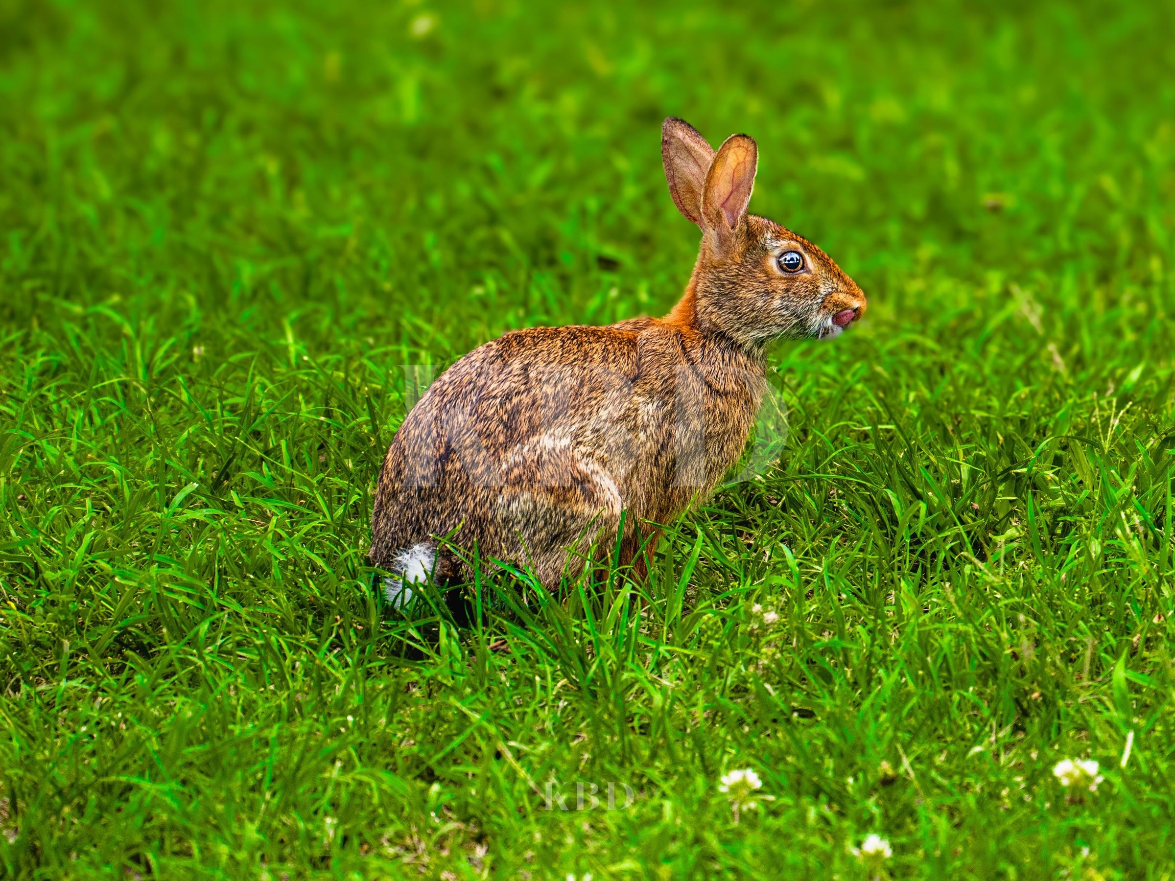 Rabbit