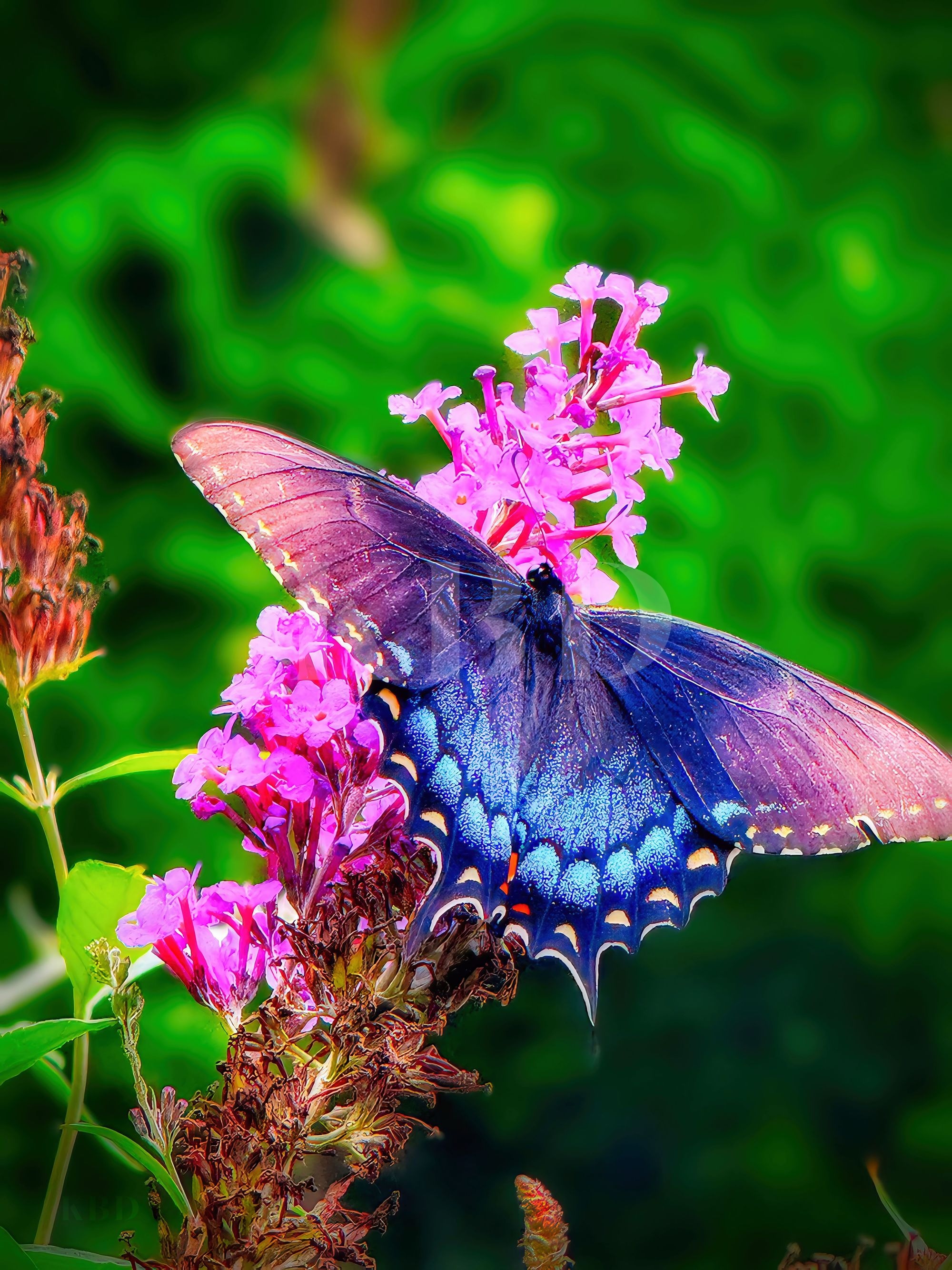 Pipevine Swallowtail butterfly with dramatic black wings and vivid iridescent blue hindwings resting on pink butterfly bush blooms against a lush green background