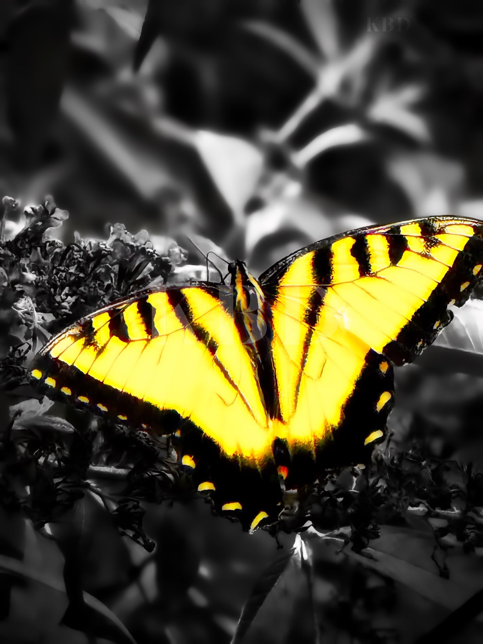Eastern Tiger Swallowtail butterfly with vivid yellow and black wings displayed open, isolated in selective color against a dramatic black and white garden background