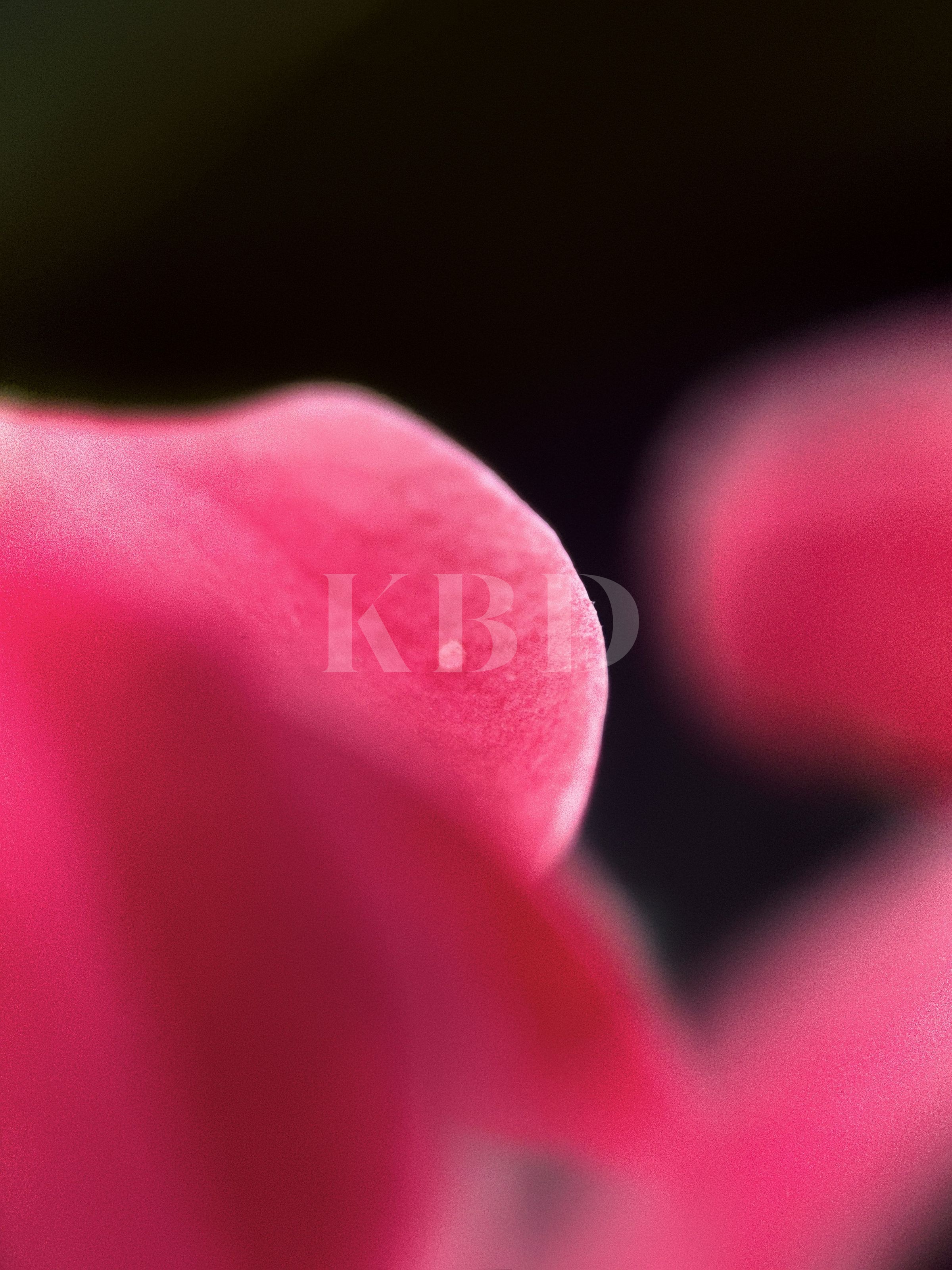 Extreme macro close up of a single water droplet resting on a vivid pink flower petal, showing detailed texture against a dark background.