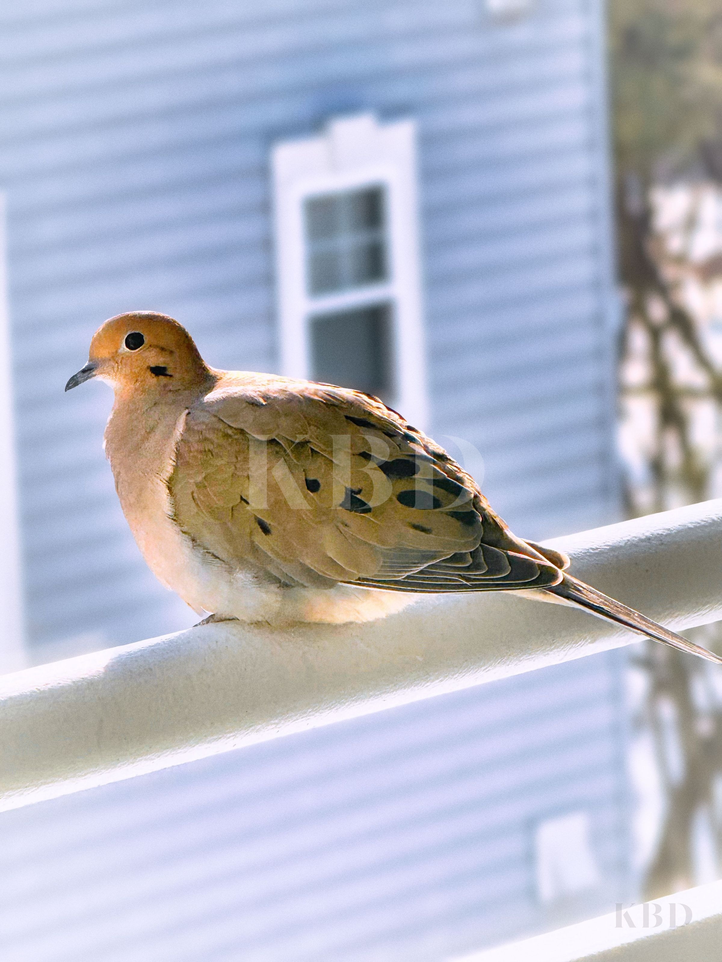 Mourning Dove with soft golden-brown feathers perched peacefully on a white railing in warm sunlight against a blurred suburban background