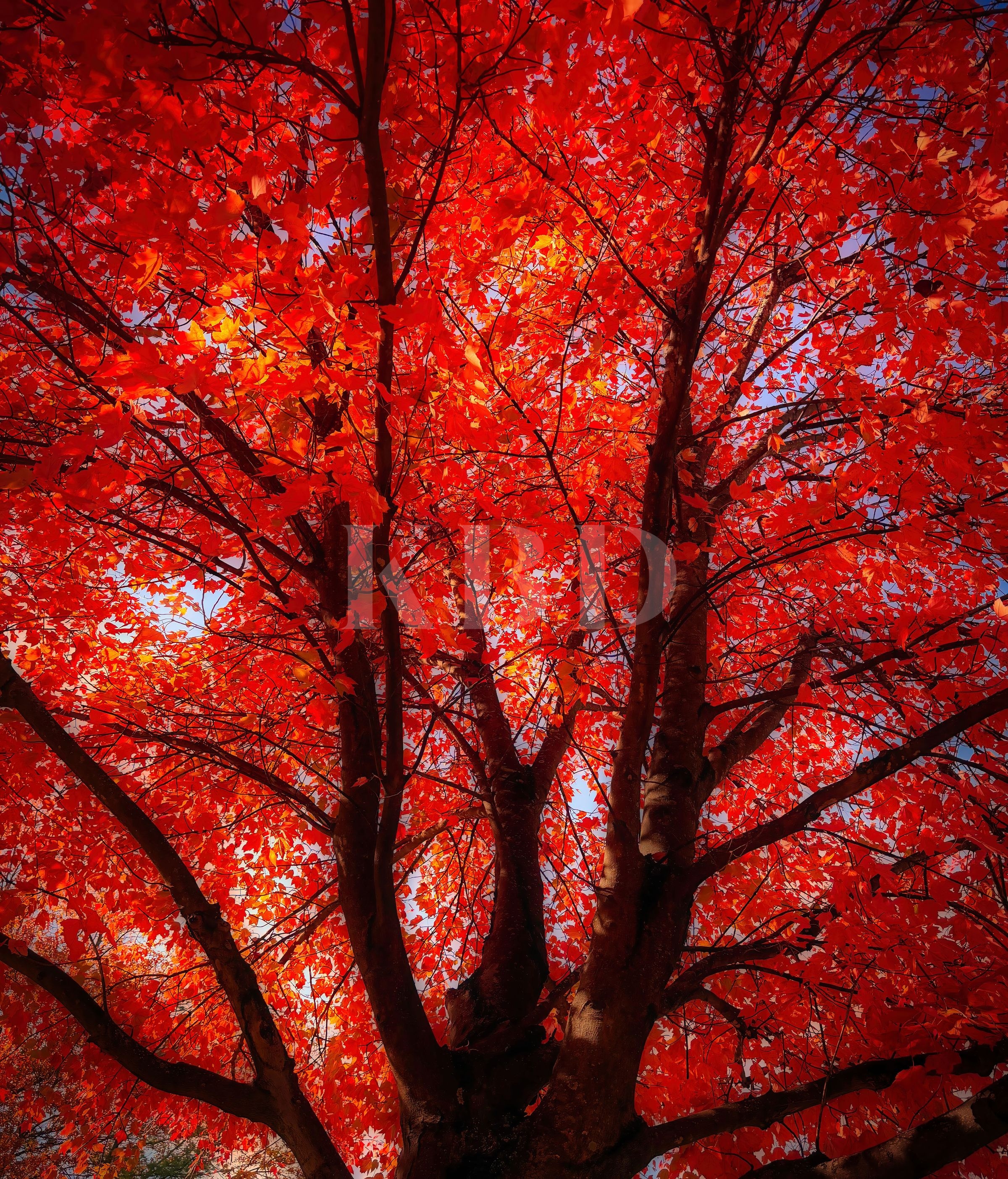 Upward view through a towering Red Maple tree with a full canopy of vivid scarlet and crimson autumn leaves against a pale blue sky